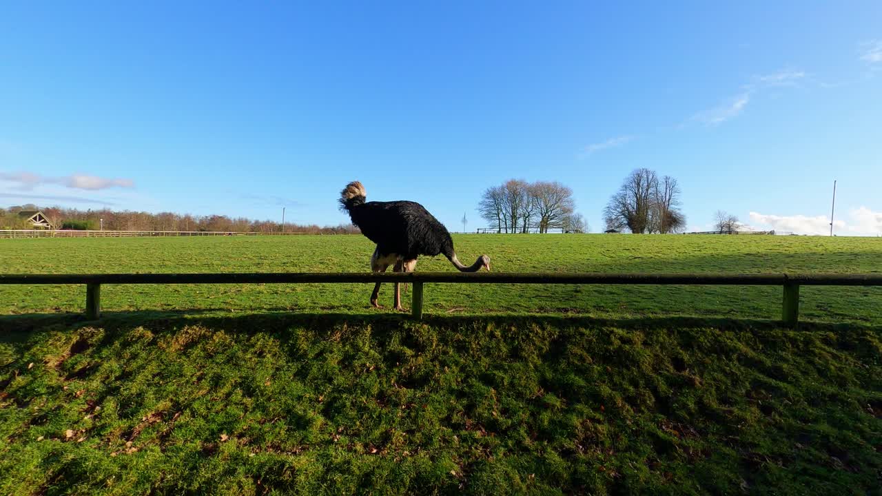 낮 에 자연 보호 구역 을 돌아다니는 새우 의 넓은 각도