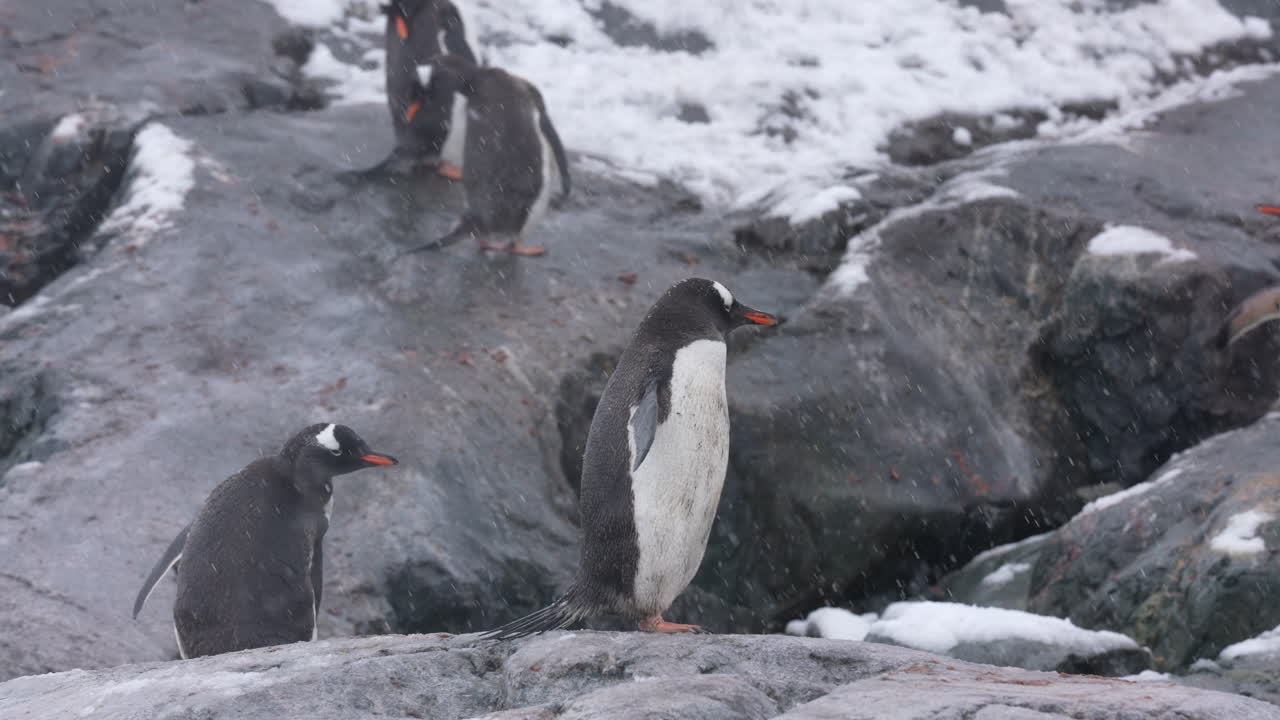 pingüinos de correa de barbilla en la costa de la antártida en un día nevado, cámara lenta