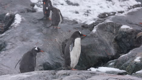 Zügelpinguine-An-Der-Küste-Der-Antarktis-An-Einem-Verschneiten-Tag,-Zeitlupe