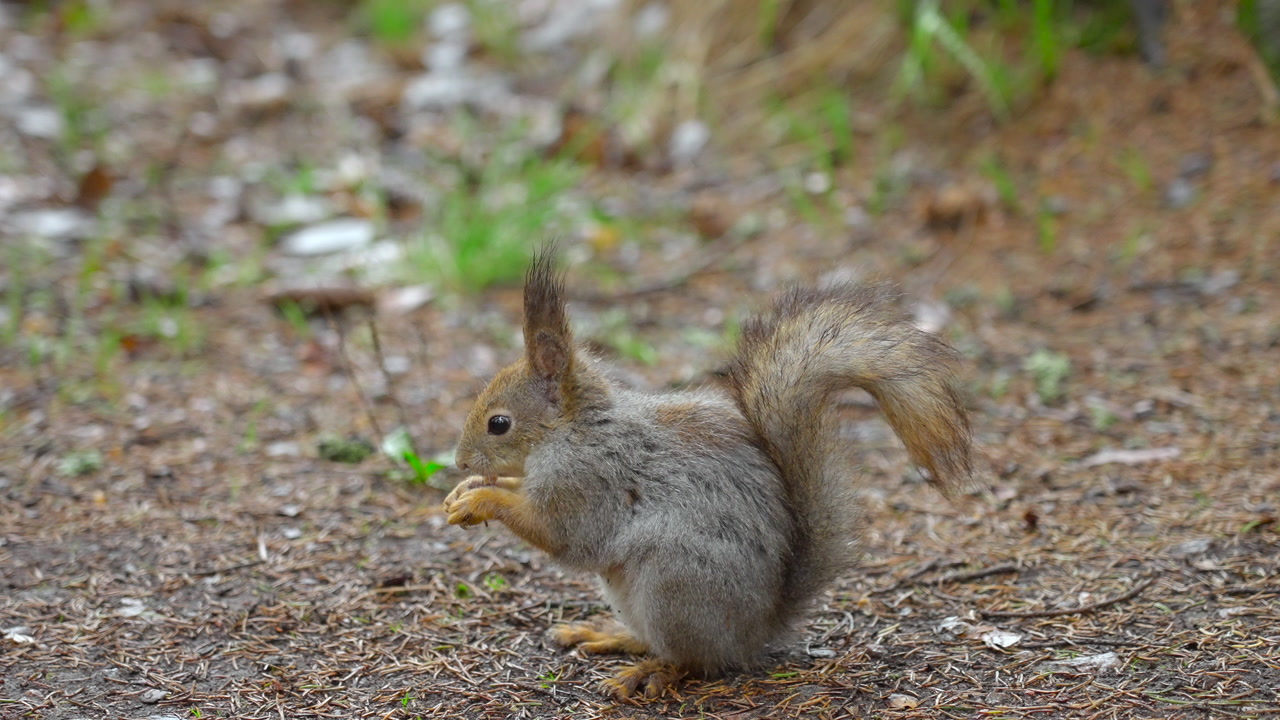 Tiny Squirrel On Forest Floor Holding Nut, Fluffy Tail Arched, Twitching Ears, Nibbling Kernel While Scanning. Creative
