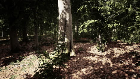 Sonnenstrahlen-Strahlen-Durch-Dichte-Baumzweige-Im-Dichten-Grünen-Wald