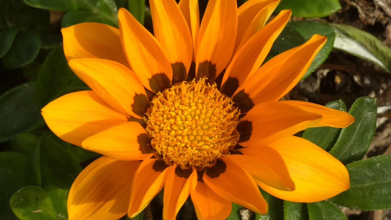 A top down close up shot of a gazania linearis flower in the sunlight. Bright yellow flower petals with a dark spot at their base. Below are green leaves.