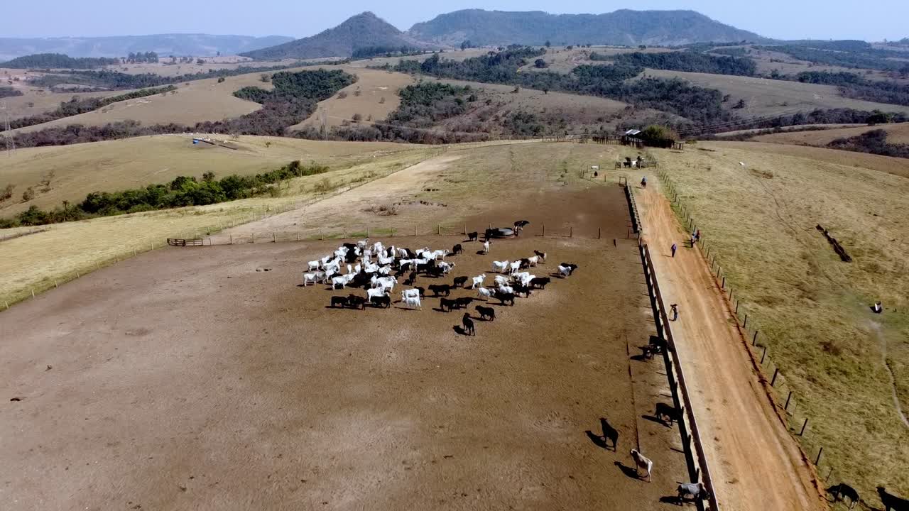 I bovini Nellore sono rinomati per la loro capacità di prosperare in ambienti ostili