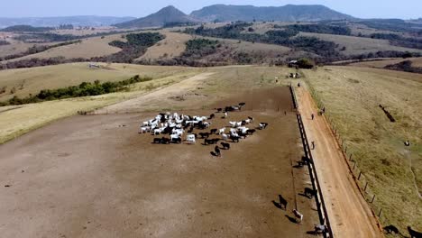 Nellore-cattle-are-renowned-for-their-ability-to-thrive-in-harsh-environments