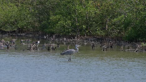 Dando-Un-Paso-Adelante-Y-Luego-Sumerge-Su-Pico-En-El-Agua-Para-Comer-Algo,-Garza-Gris-Ardea-Cinerea,-Tailandia