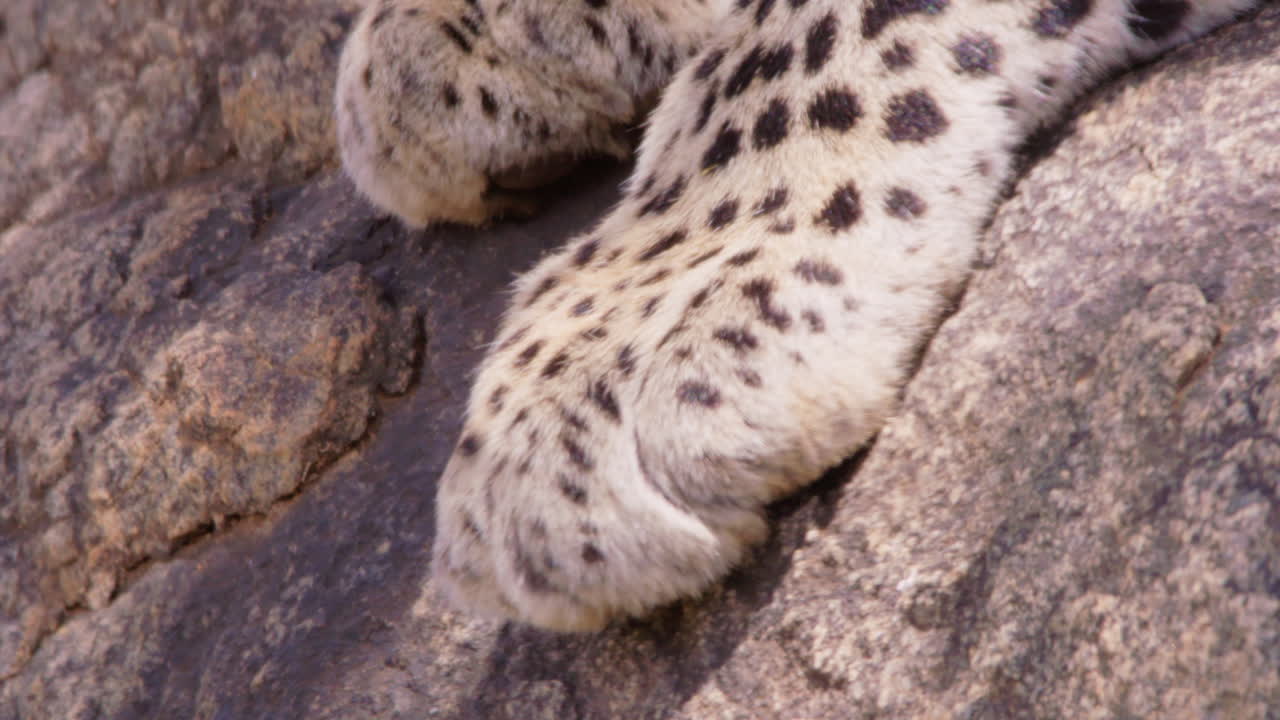 Patas de leopardos descansando em uma rocha na savana ao meio-dia