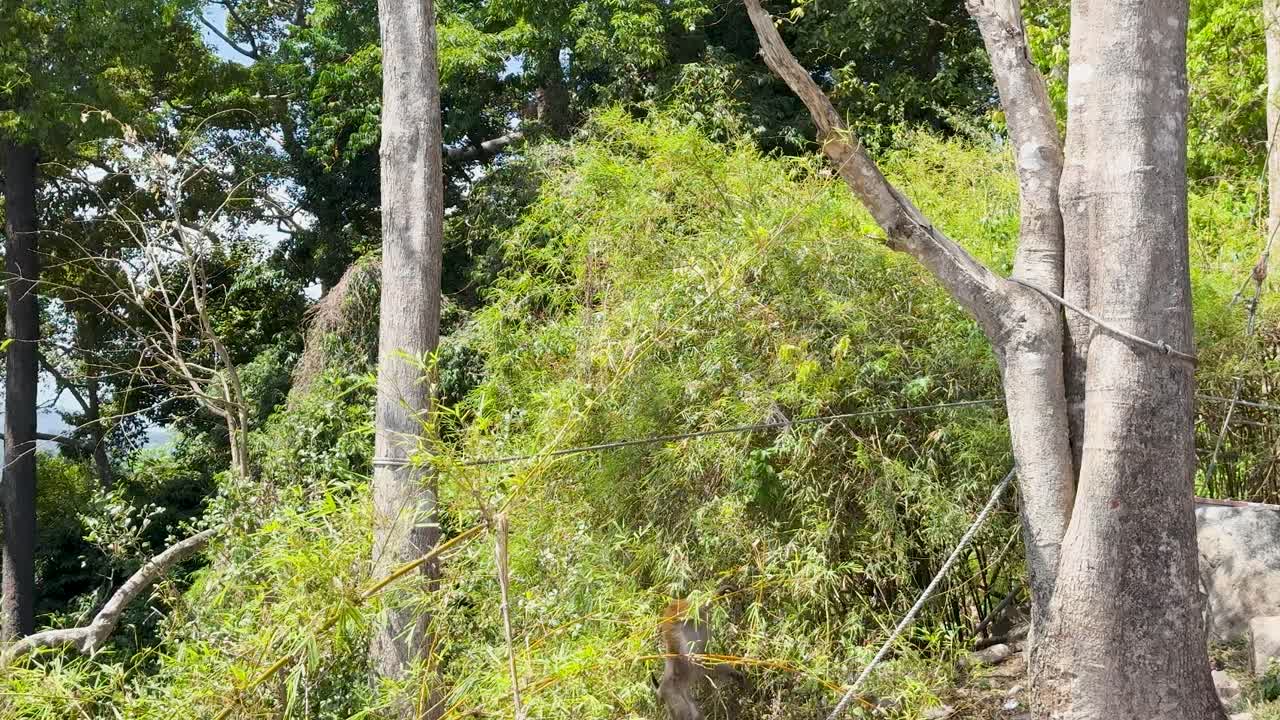 Crab-eating macaque moves among trees and rocks in bright daylight, camera slowly pans right