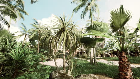 Palmeras-Y-Plantas-Tropicales-En-Un-Día-Soleado