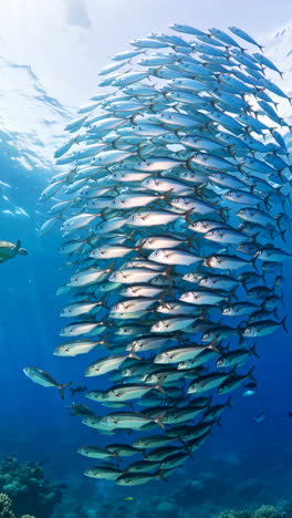 large school of fish and sea turtle swirl in the clear blue ocean
