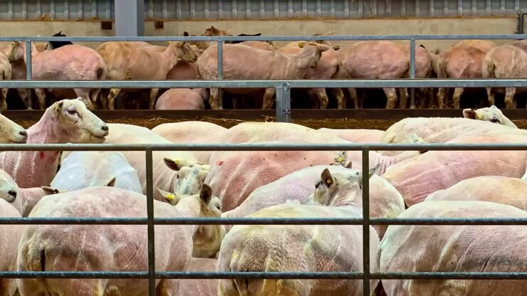 Shorn sheep standing behind a metal fence in a crowded pen at a livestock farm