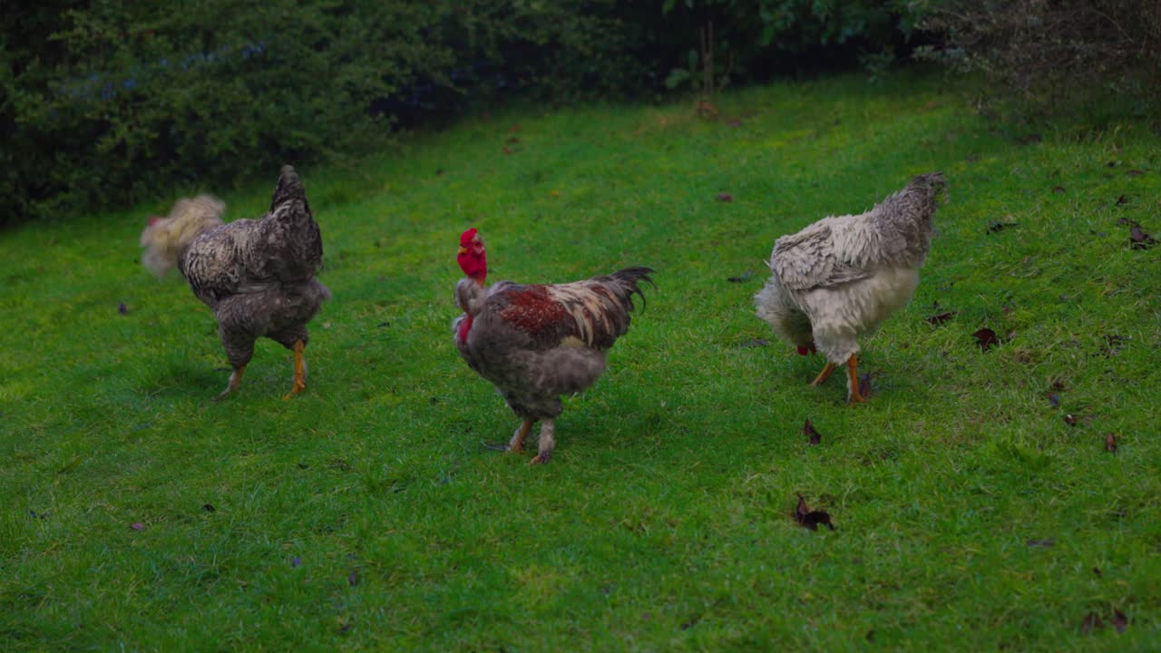 Chicken and Rooster family in grass field Castro, Chilo&eacute; south of Chile