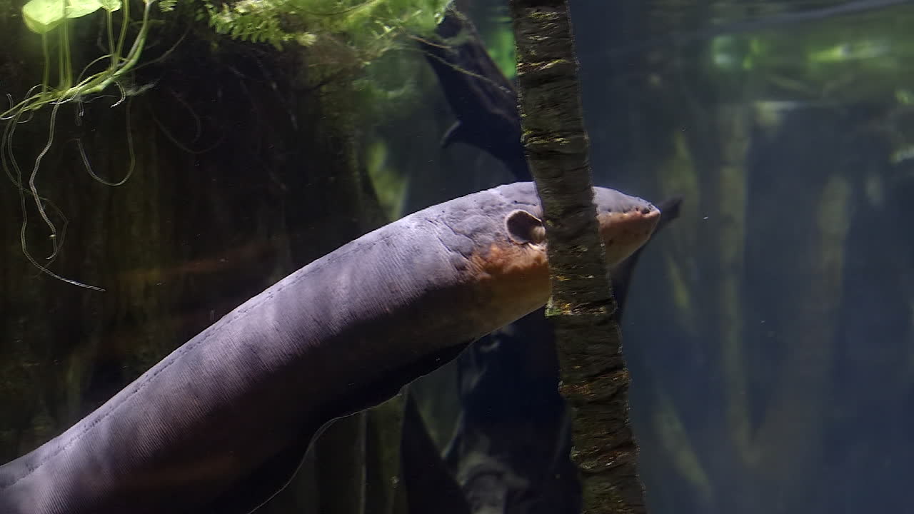 물속에서 움직이는 전기 뱀장어