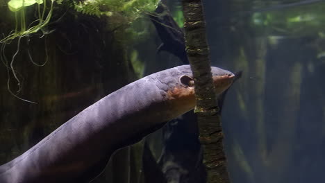anguila eléctrica moviéndose en el agua