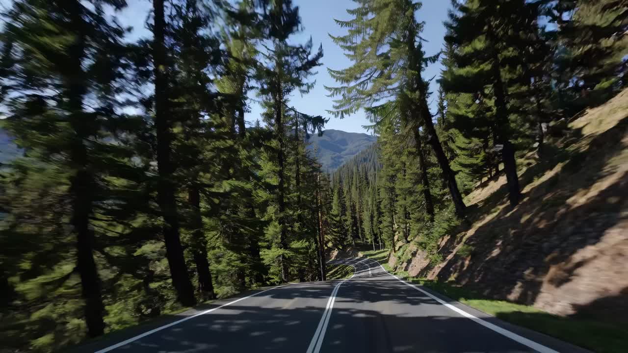 Dynamic video captures a winding forest road from a low-angle perspective, emphasizing tall trees