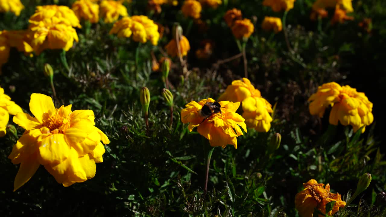 Primo piano di un'ape che raccoglie nettare su vivaci fiori di calendula gialli ad Albert Park, Auckland, Nuova Zelanda. Scena di giardino luminosa che mostra l'impollinazione, la natura estiva e la biodiversità urbana.
