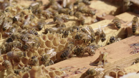 BEEKEEPING---Worker-bees-move-around-honeycomb-of-beehive,-slow-motion-close-up