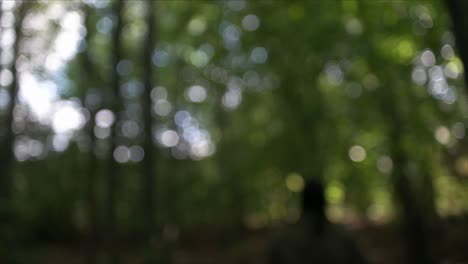 walking in the dark nature bokeh