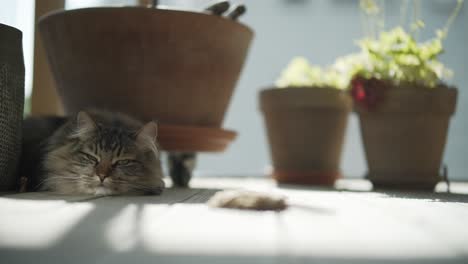 sleepy cat lying on the wooden floor with flower pots on a sunny day