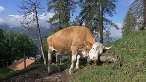 beautiful shot of a cow in interlaken switzerland in 4k