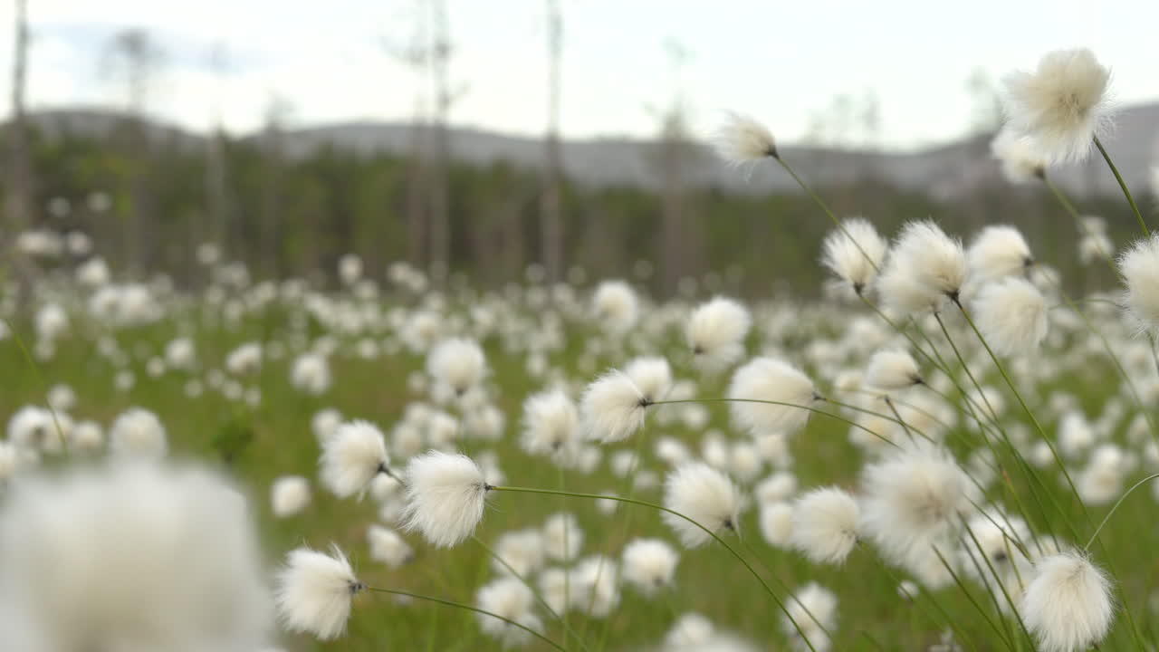 un montón de cottongrass en un campo