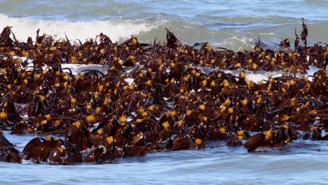 kelp bed showing above water at low tide