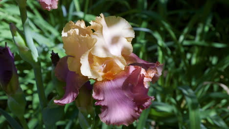 Closeup-view-of-bright-peach-and-pink-colored,-Iris-barbatula-flower-in-backyard-garden-on-sunny-Spring-afternoon