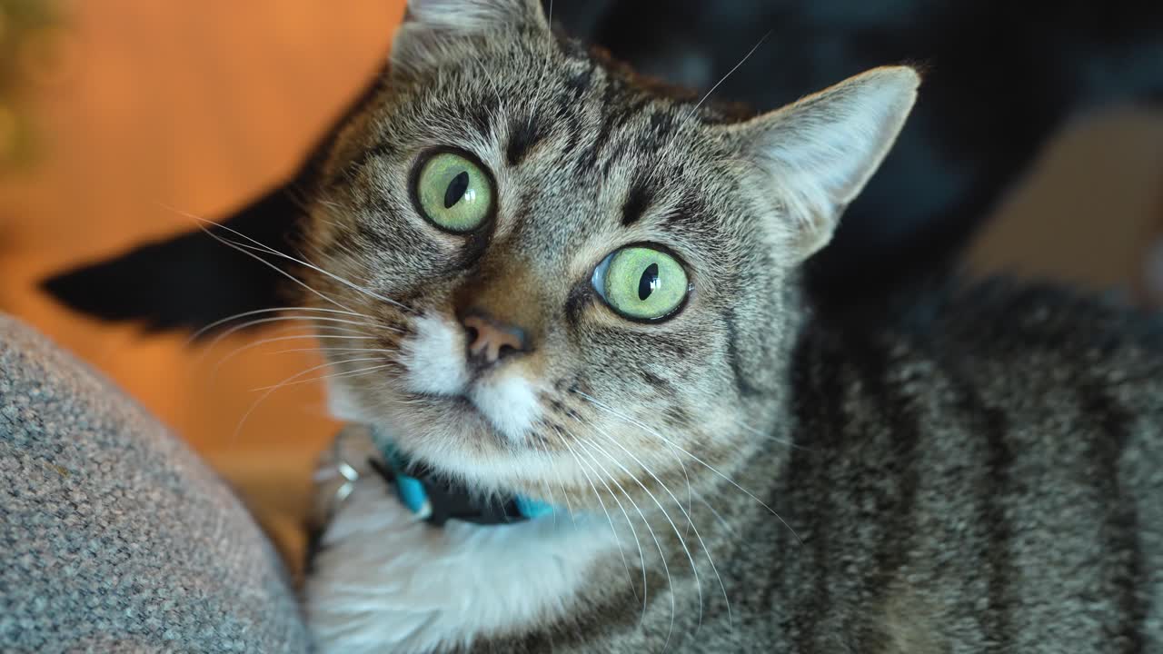 Close up of an old cat resting on a couch staring at the camera