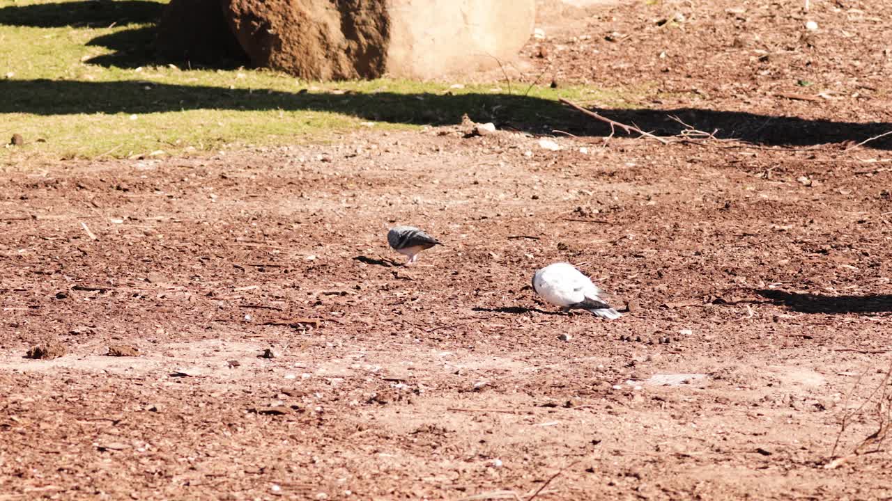 동물원 환경 을 탐사 하는 두 마리 의 비둘기