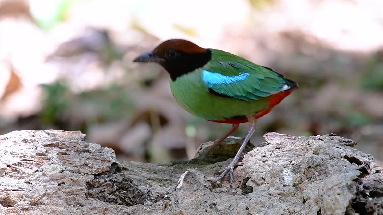 동남아시아에서 흔히 볼 수 있는 꽤 친근한 새