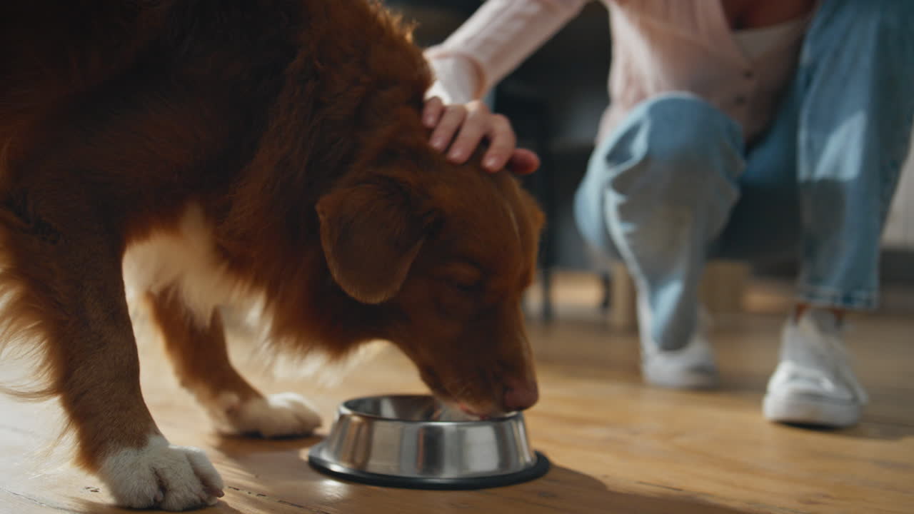 Mädchen füttert gesunden Hund zu Hause, Nahaufnahme. Frau streichelt liebes Haustier, das Futter frisst.