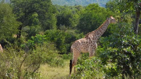 kruger national park: two giraffes grazing leaves from trees in the south african savanna