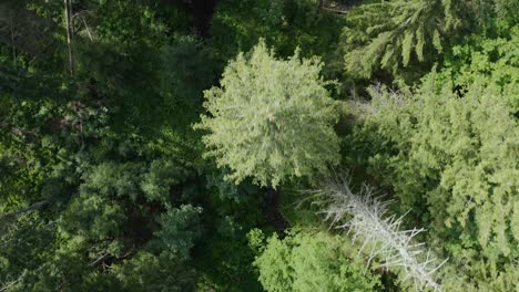 Hermosa-Toma-Aérea-De-Arriba-Hacia-Abajo-De-árboles-Forestales