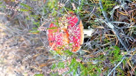 deadly poisonous fly agarics mushroom vertical close up