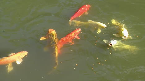 a group of koi feed on food pellets in pond