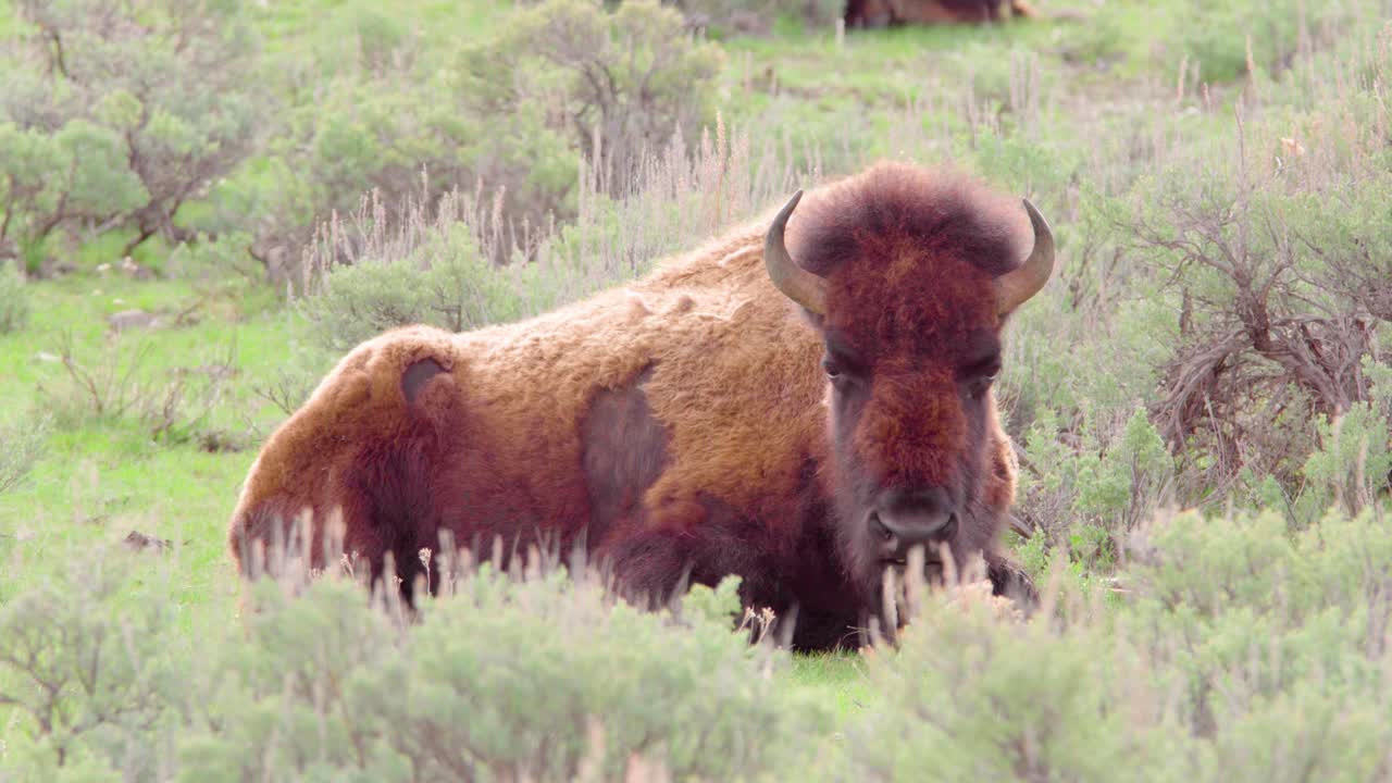 bisonte relajándose mientras pastan en el parque nacional de yellowstone en wyoming