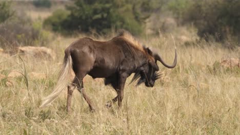 beautiful shot of black wildebeest and baby zebra walking side by side in the grassland of south africa