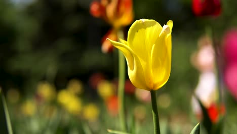 un solo tulipán amarillo en un jardín