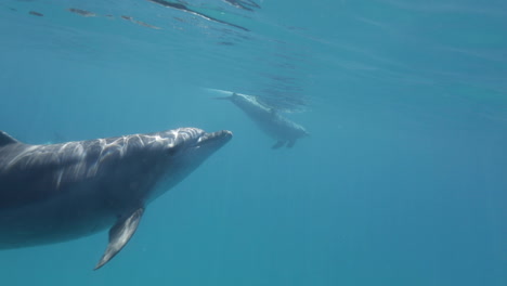 Dolphins-Swimming-together-in-the-coral-reef-of-the-Red-Sea-of-Egypt