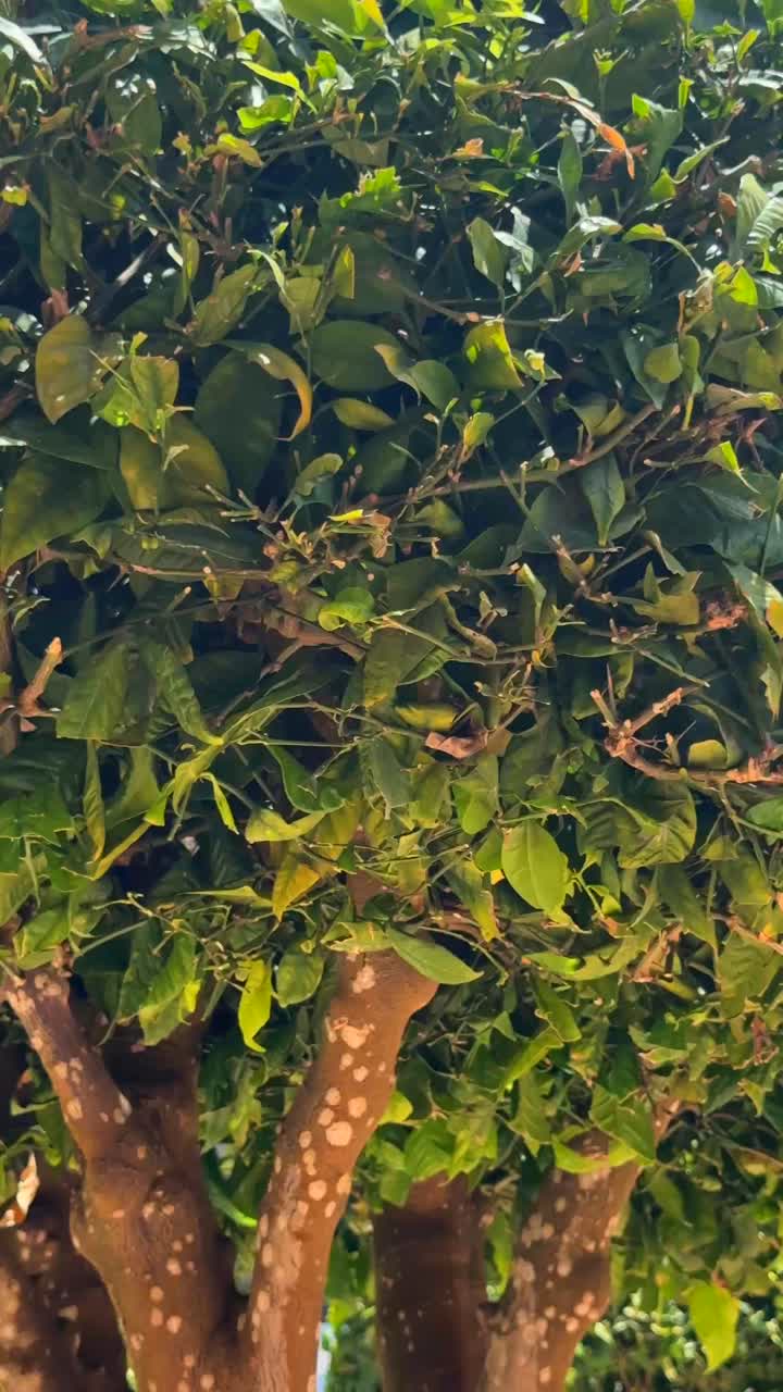 Colorful Mediterranean Architecture with Terracotta Roof