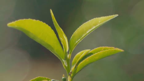 a close-up of a hand gently picking a tea leaf in warm sunlight. perfect for themes of organic farming, nature connection, and sustainable living.