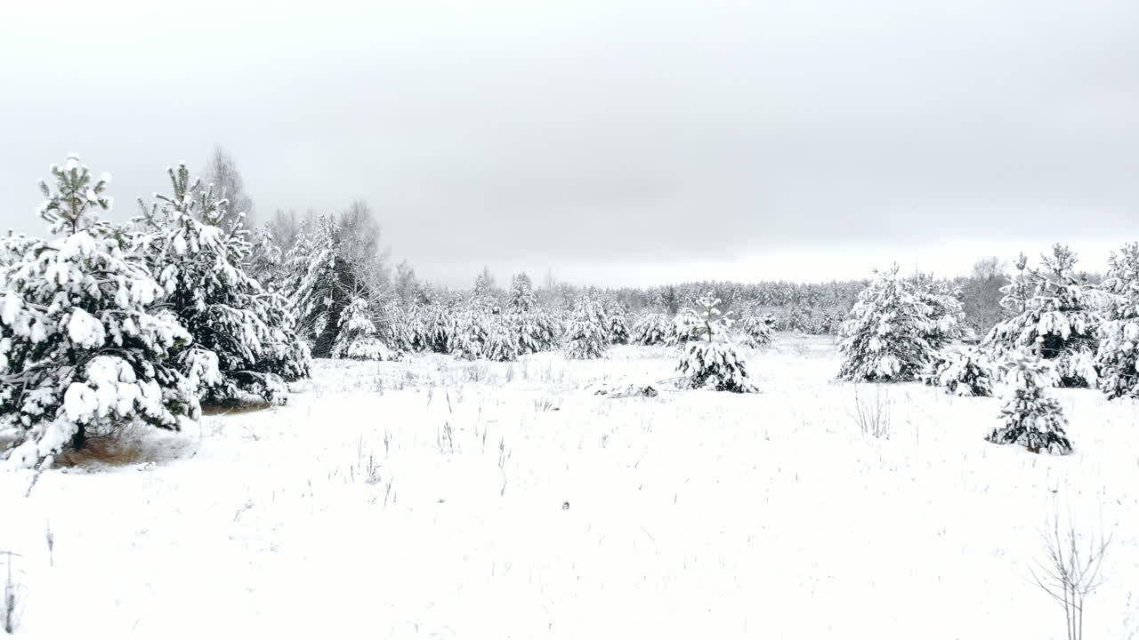 Winter season snowy mountain forest aerial shot Breathtaking natural landscape, frozen forest and dark mountain river