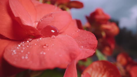 Water-drops-fall-down-onto-petals-of-wonderful-red-flower