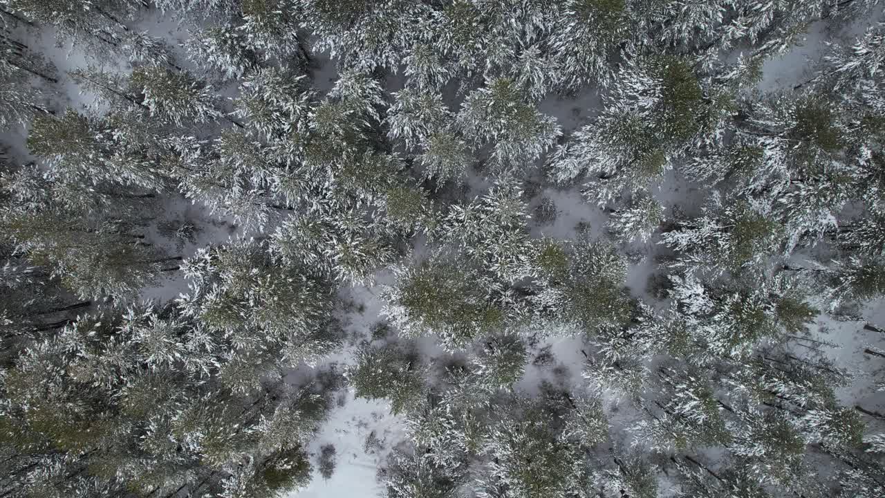 bosque salvaje con pinos alejándose visto desde arriba en invierno con nieve blanca y árboles verdes