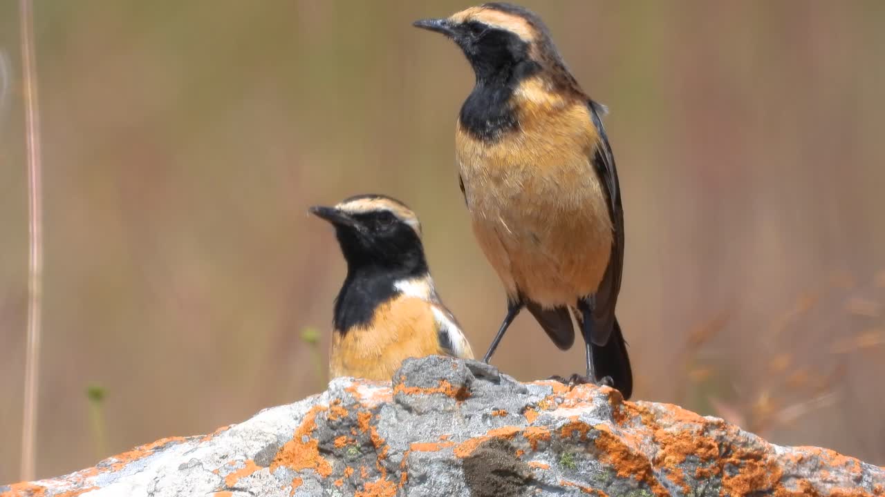 Two buff streaked chat birds perched on a rock, observing their surroundings in the vibrant Kruger National Park of South Africa