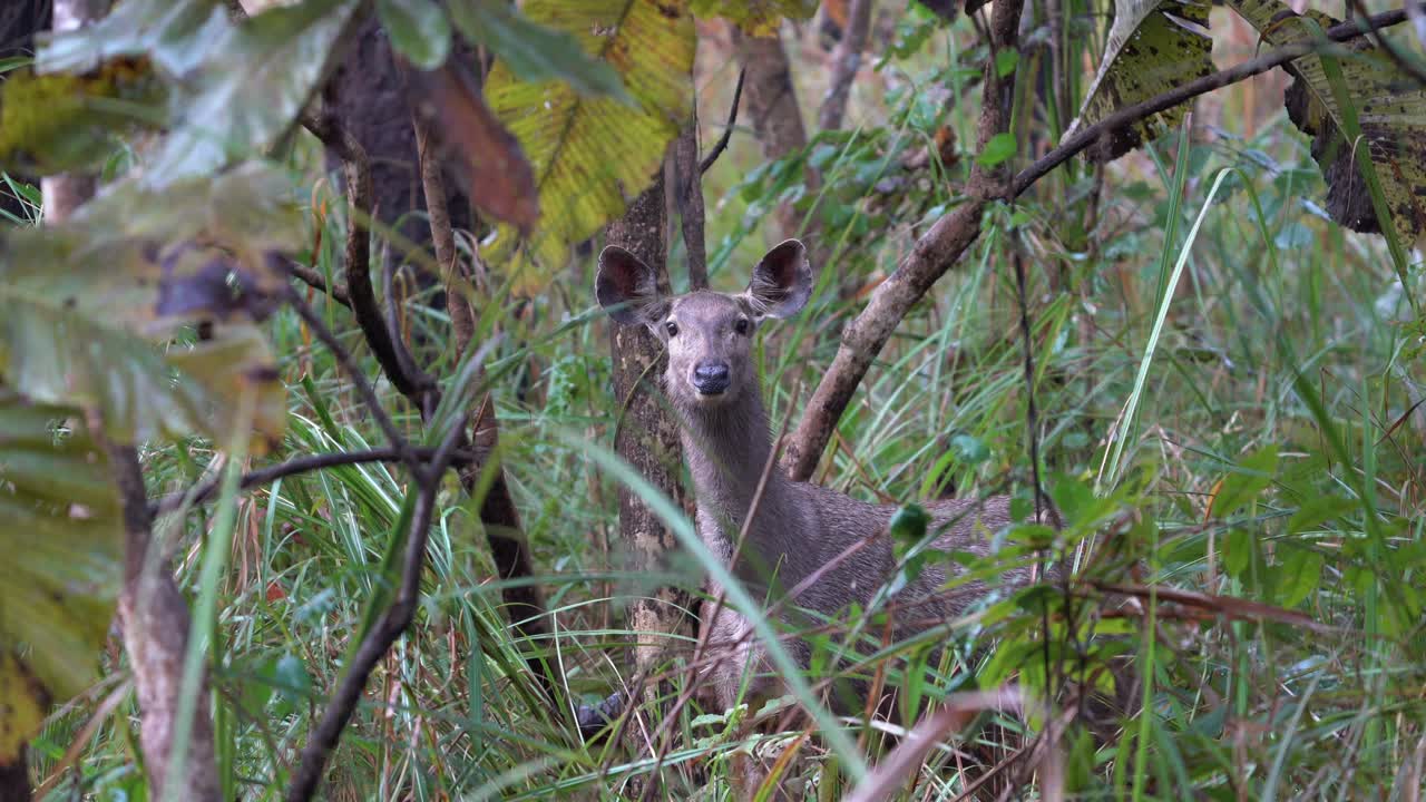 un ciervo sambar parado con cautela en la jungla en el parque nacional de chitwan y probando la brisa en busca de signos de peligro