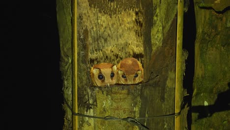 dos adorables búhos de bahía orientales o phodilus badius escondiéndose en su nido en la noche