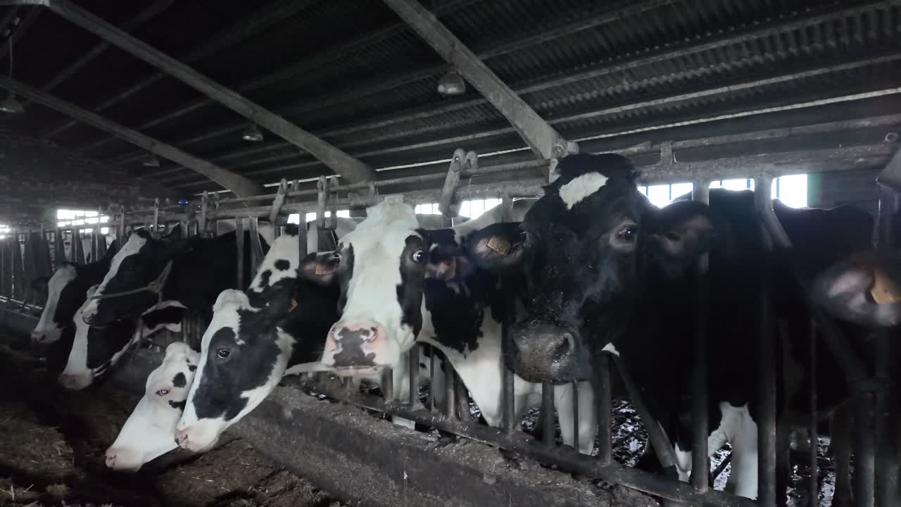 Slow motion footage of dairy cows feeding on straw as part of a winter farm routine