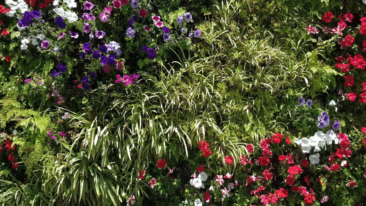 Beautiful vertical garden 4k footage