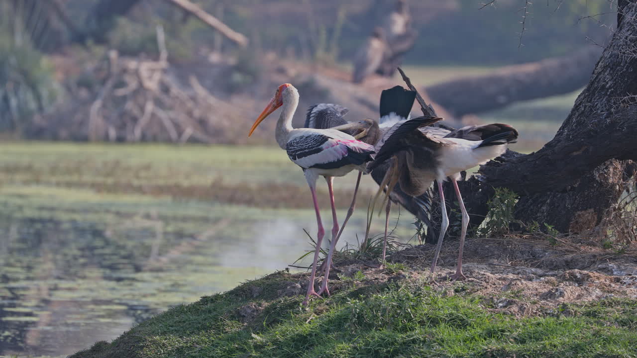 Painted storks standing near the wetland and searching food, ecosystem, Mycteria leucocephala, keoladeo bird sanctuary, India.