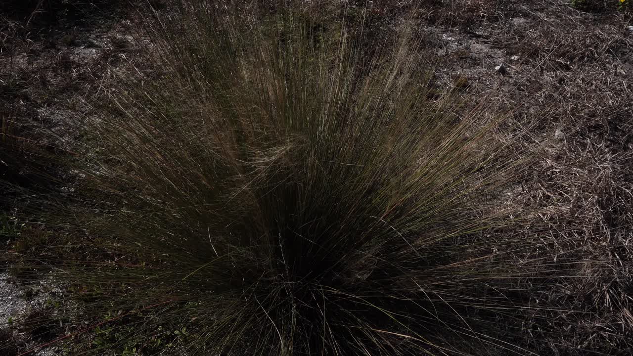 A close-up of a bouquet of twigs moving cheerfully in the splendid wind. On the ground, various bits of dry vegetation can be seen
